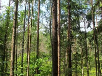 Bukčių miške - kraupus radinys - Įvykiai ir kriminalas