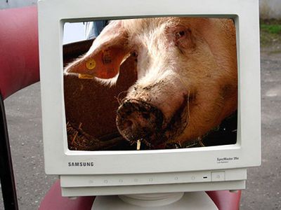 В Литве зафиксирован резкий рост заболеваний гриппом                 - Наука и здоровье