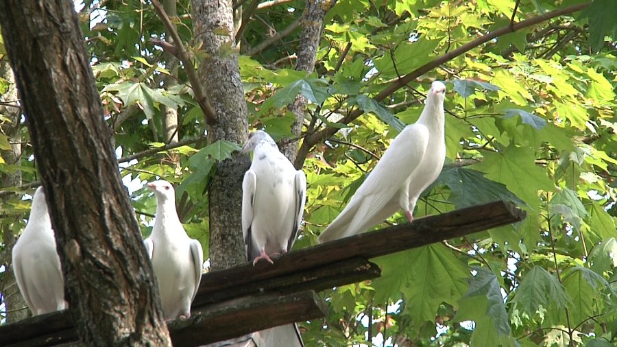 Куда делись голуби? - В Висагинасе