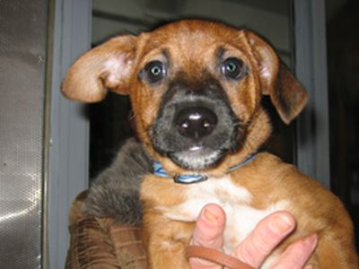 «Мы именно такого щенка и хотели…» - В Висагинасе