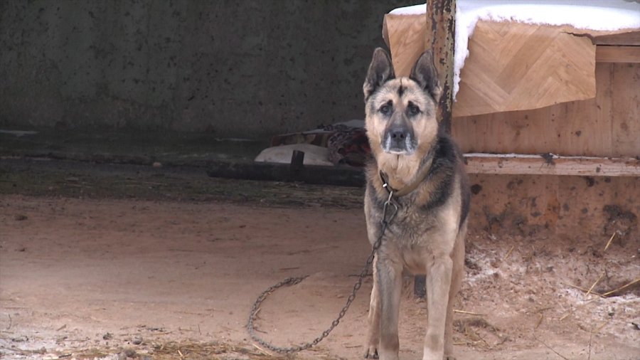 Приюту «Padėk man» – год - В Висагинасе