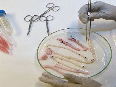 В Литве будут проводиться уникальные клинические исследования - Наука и здоровье