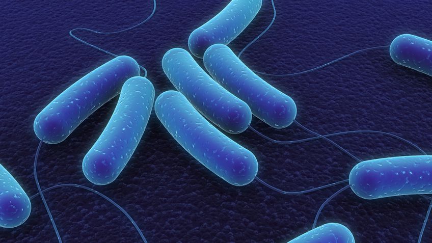 Биологи секвенировали геном неизвестного типа бактерий