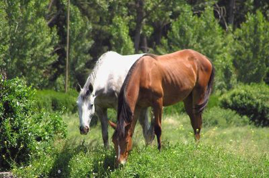 Эх вы кони, мои кони... - Происшествия и криминал