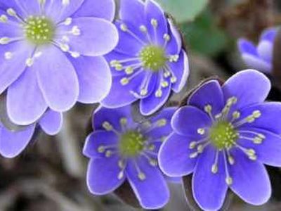 Atidaryta paroda „Moterys tarp žiedų“ - Kultūros ir sporto renginiai