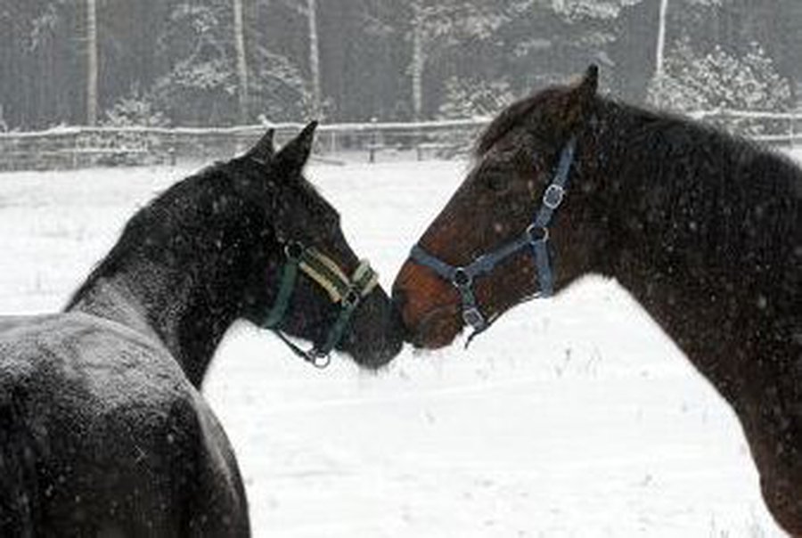 В Санкт-Петербурге поймали табун лошадей - Хобби, отдых и развлечения