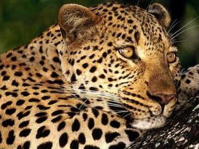 Кошачьи очень разборчивы в выборе места обитания - Наука и здоровье