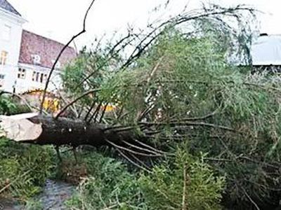 Дважды упавшую таллинскую елку решили укоротить                                 - Хобби, отдых и развлечения
