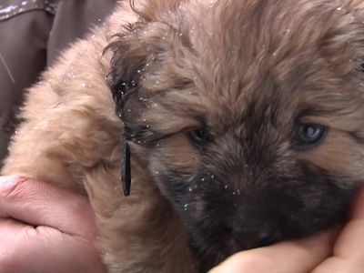 Щенки, найденные в лесу в мешке, ждут заботливых хозяев  - В Висагинасе