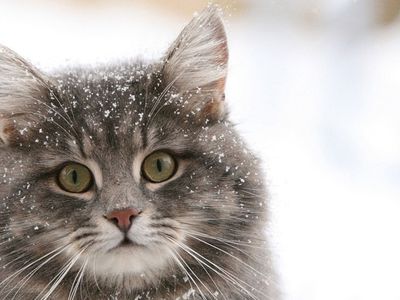 Зима - зима - Литва и страны Балтии