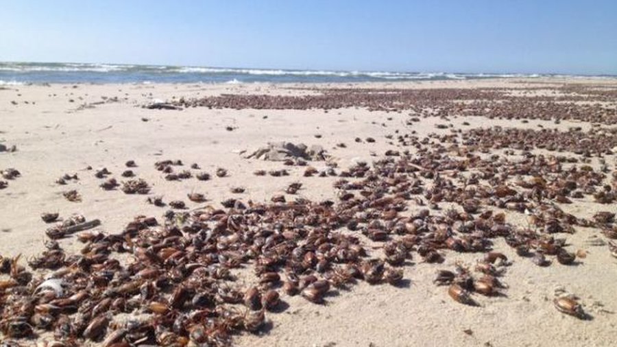 На взморье - тонны мертвых жуков и ужасный запах - Хобби, отдых и развлечения