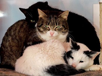 Katės, žmonės ir futbolas: neeilinė savaitė Visagine. Laida "Savaitės kontūrai" 2026 04 03 (video) - Visagine