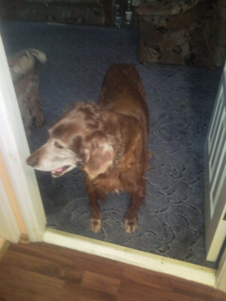 Потерялся ирландский сеттер. Седая морда. Видевших просьба позвонить 865640334, 868540618 - В Висагинасе