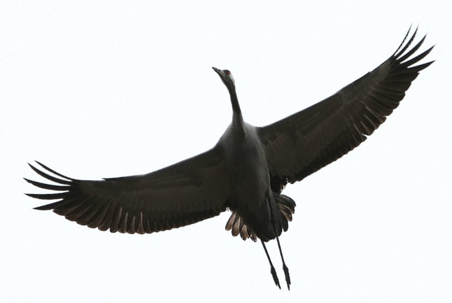 Приглашает танцевальный фестиваль «Gervė 2012»                                                                                                         - В Висагинасе