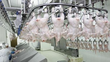ГПВС ошиблась: небезопасное мясо не дошло до потребителей