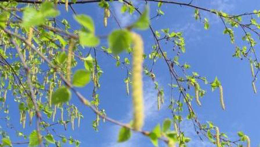 Laukia vasariška savaitė - Lietuva ir Baltijos šalys
