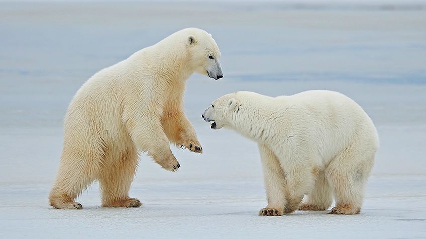 ЕС начинает великую битву за Арктику. Рига в первых рядах