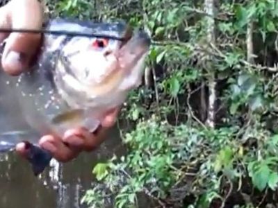 Пираньи покусали более 70 человек на пляже в Аргентине - В Мире