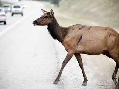 Предупреждение водителям: сейчас на дорогах особенно опасно - Литва и страны Балтии