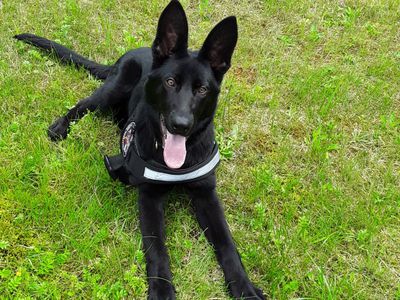 Участник № 50 конкурса «Мой домашний любимец» - Конкурсы для читателей