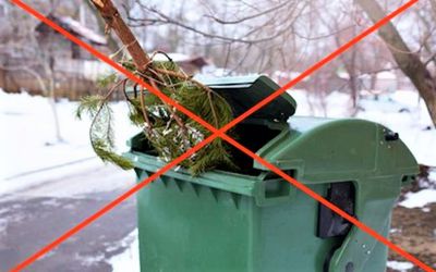 Куда выбросить ёлку после праздников - В Висагинасе