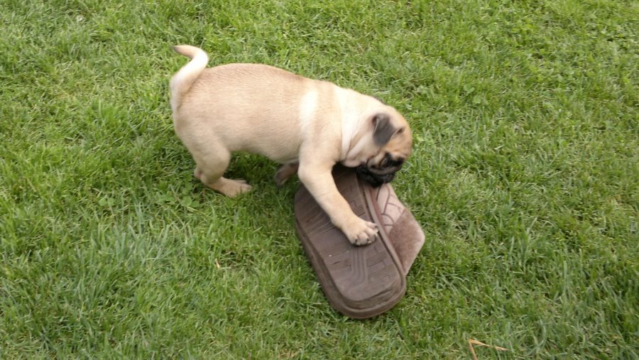 Участник № 33 конкурса «Мой домашний любимец» - Конкурсы для читателей