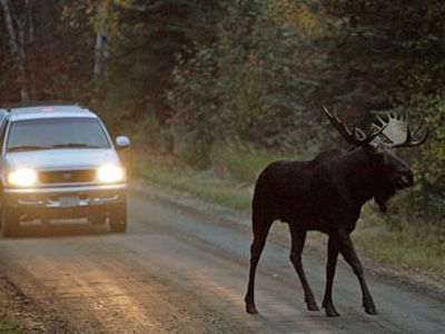 На дороге Дукштас-Висагинас погиб лось                                                                                                 - Происшествия и криминал