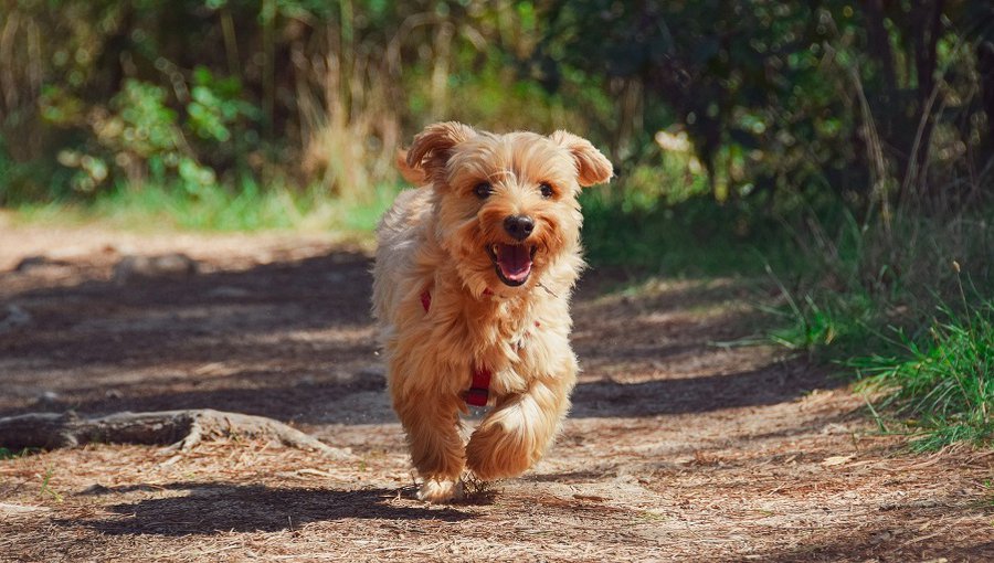 У вас есть питомец? Соблюдайте правила его содержания - В Висагинасе