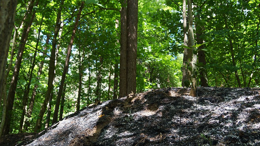 ЕК призвала Литву обосновать поправку к Закону о лесах - Литва и страны Балтии