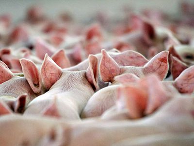 Литва намерена запросить у ЕС 20 миллионов евро на борьбу с африканской чумой свиней - Литва и страны Балтии