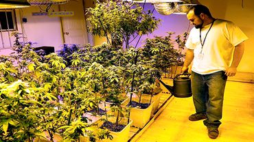 В Колорадо обнародован первый отчёт о налогах с продаж марихуаны