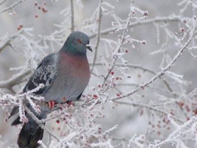 Российские синоптики: грядущая зима будет самой холодной за последние 20 лет
 

 - Наука и здоровье