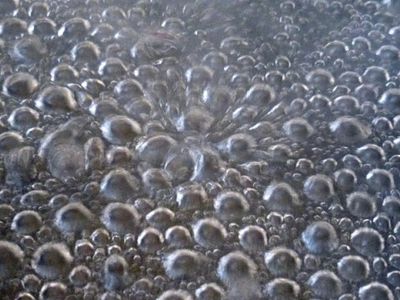 БЕЗ ЦЕНЗУРЫ: Кипят страсти - Без цензуры