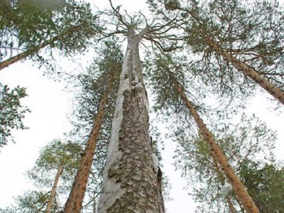 Началась вырубка сухих деревьев во дворах - В Висагинасе