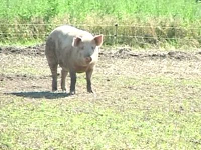 «Свиной грипп» удружил литовским аптекам  - Литва и страны Балтии