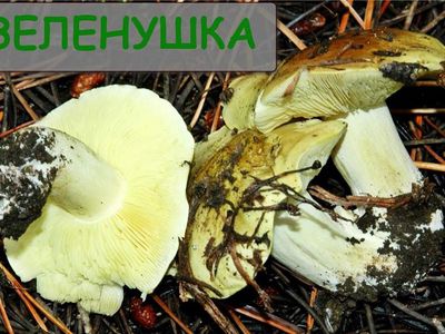 Если по-прежнему будет тепло, дзукийцы смогут собирать грибы до Рождества - Литва и страны Балтии