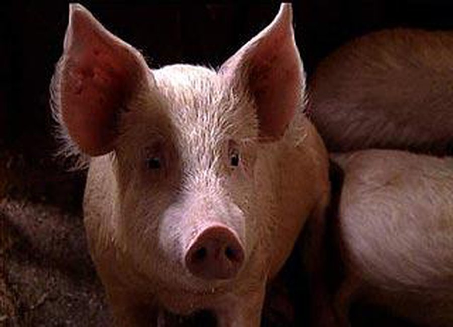 На Украине хотят поставить памятник пьяной свинье - Хобби, отдых и развлечения