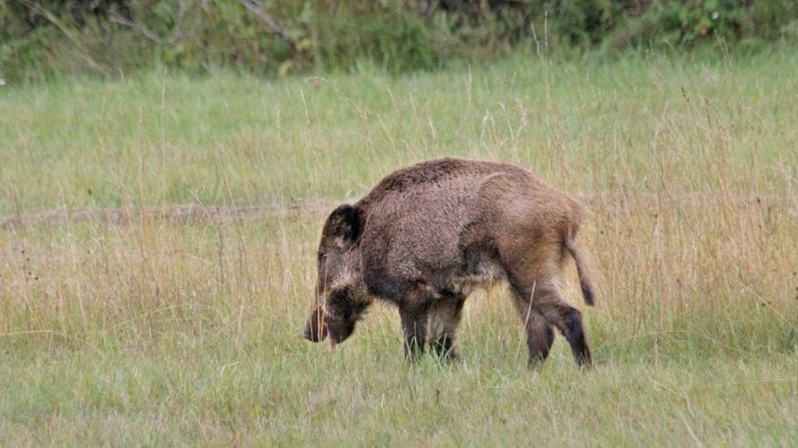 За неделю в Литве установлено более 40 случаев АСЧ - Литва и страны Балтии