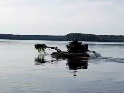 На пляже Висагинаса очищают берег от тростника (видео) - В Висагинасе