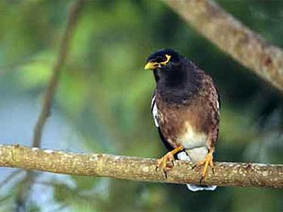 Мяукающий скворец заставил замолчать двух попугаев - Хобби, отдых и развлечения