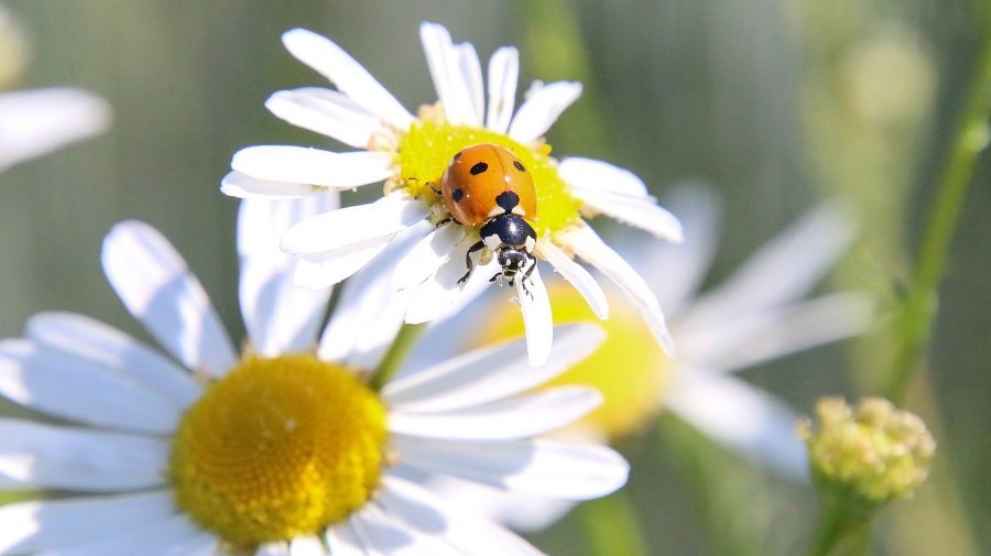 Прогноз погоды на июль: будет тепло, в первой половине месяца ждут сюрпризы - Литва и страны Балтии