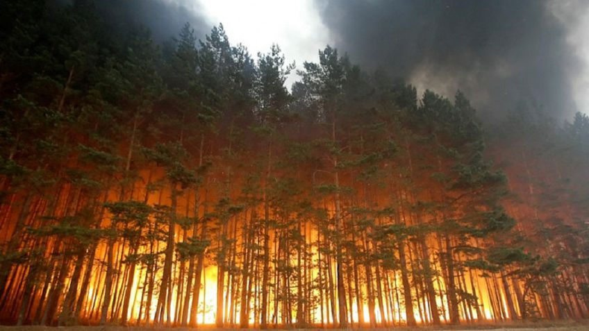 Lietuvos Hidrometeorologijos tarnyba įspėja apie didėjantį miškų gaisringumą
