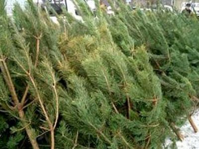 Baiminasi, kad gali pritrūkti eglučių 
                 - Lietuva ir Baltijos šalys