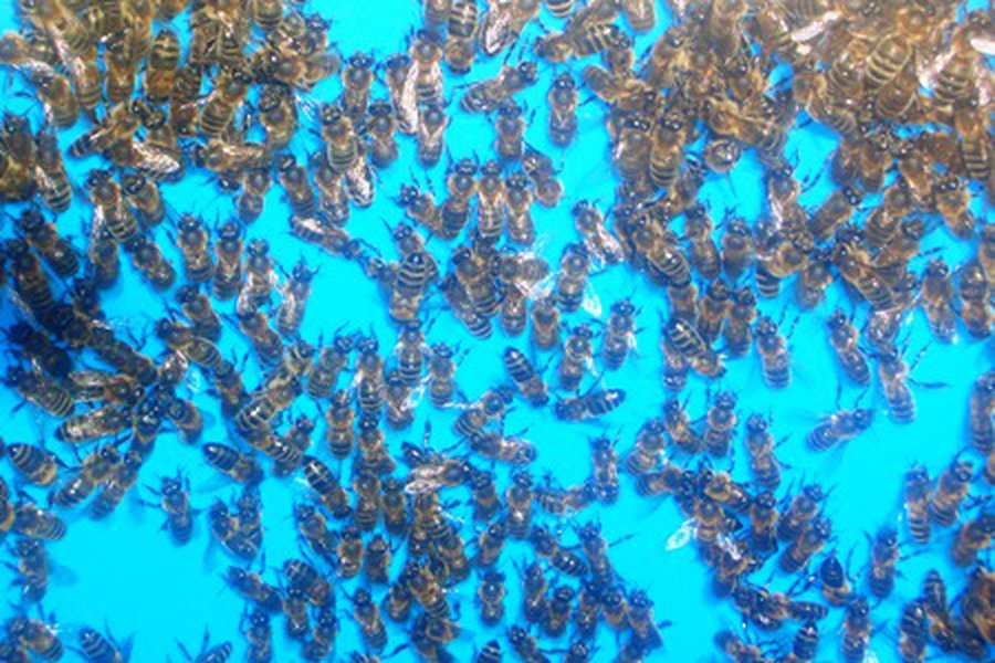 В квартиру жительницы Висагинаса залетели ... сотни пчел                                                            - В Висагинасе