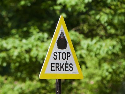 В Литве - четвертая жертва клещевого энцефалита - Литва и страны Балтии