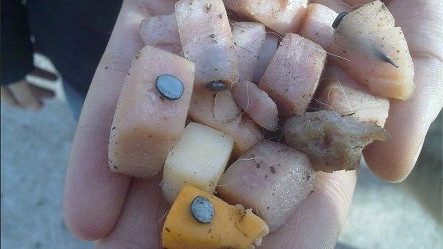 Глазами читателя: в парках для собак разбрасывают еду с гвоздями? - Происшествия и криминал