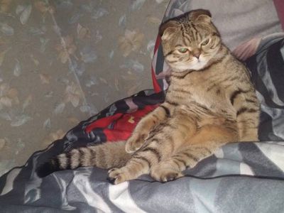 Участник №27 конкурса «Мой домашний любимец» - Конкурсы для читателей