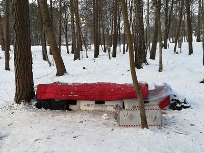 Где кошки зимуют? - В Висагинасе