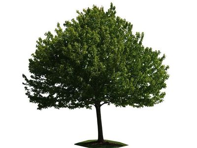 Создаются «синтетические деревья» - Наука и здоровье