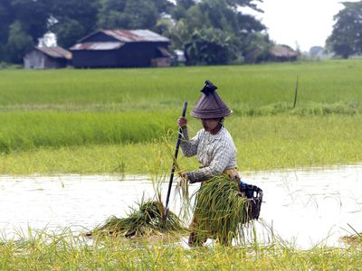 США испытывали биологическое оружие на японской Окинаве - В Мире